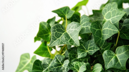 Close-up of lush green ivy leaves with intricate veins against a light background.