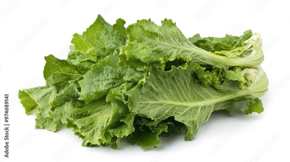 A fresh bunch of leafy romaine lettuce, ideal for salads and healthy dishes. A fresh bunch of leafy romaine lettuce, ideal for salads and healthy dishes.