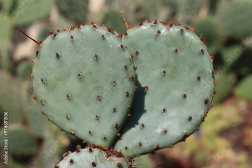 kaktus opuncja Opuntia macrocentra Eddy Co NM photo