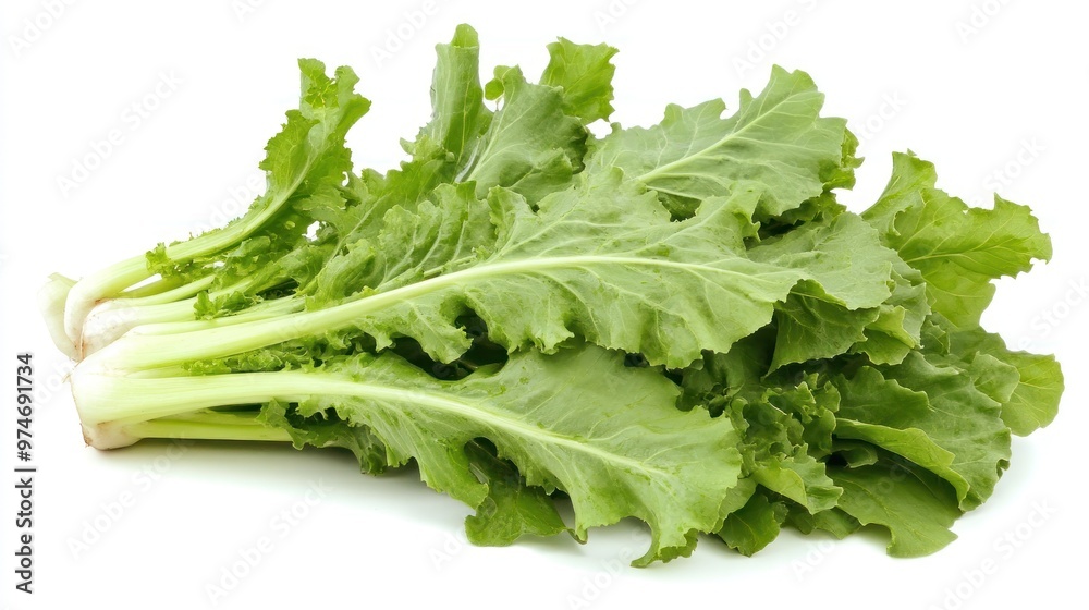 A bunch of fresh, green lettuce with crisp leaves, ready for salads or cooking. A bunch of fresh, green lettuce with crisp leaves, ready for salads or cooking.