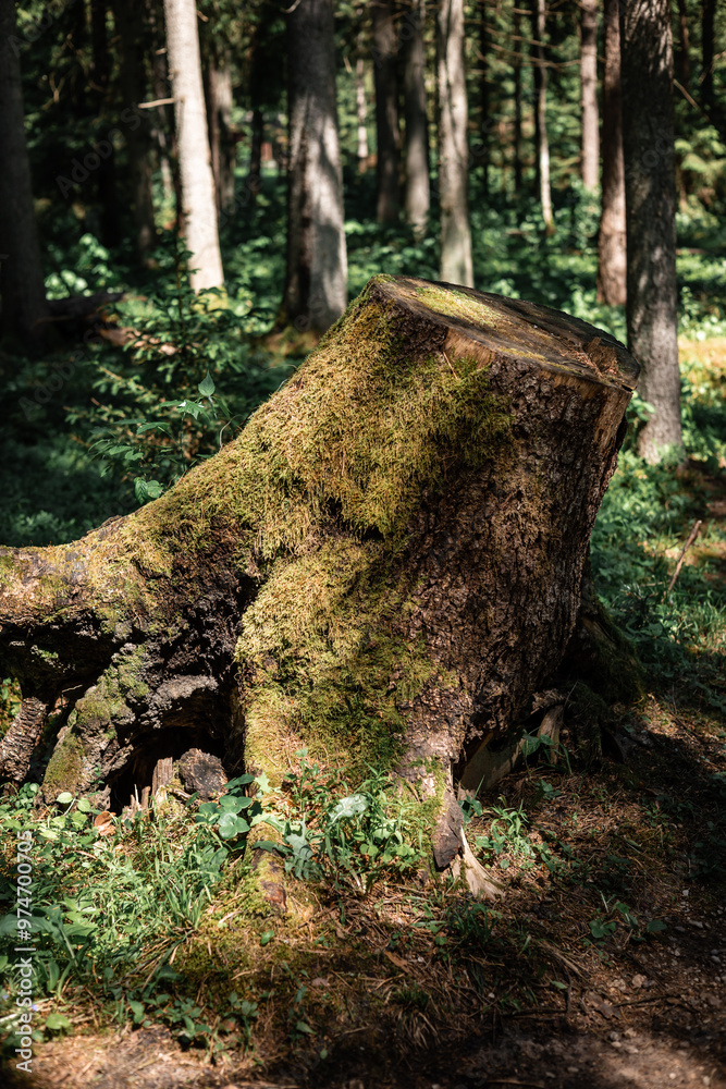 Fototapeta premium old stump in the forest