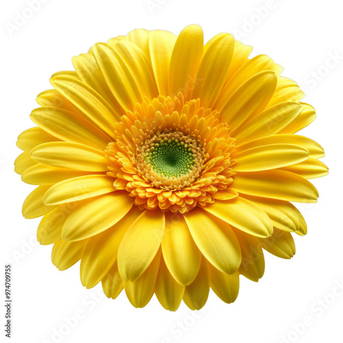 beautiful yellow daisy flower