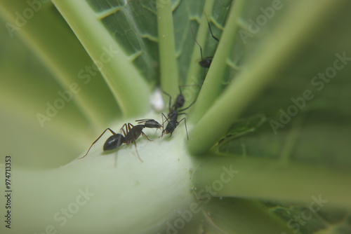 Black ants searching foon on leaf photo