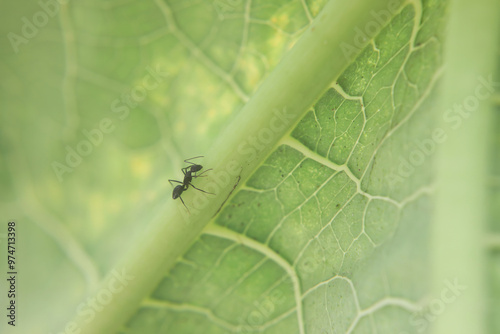 Black ant searching foon on leaf	
