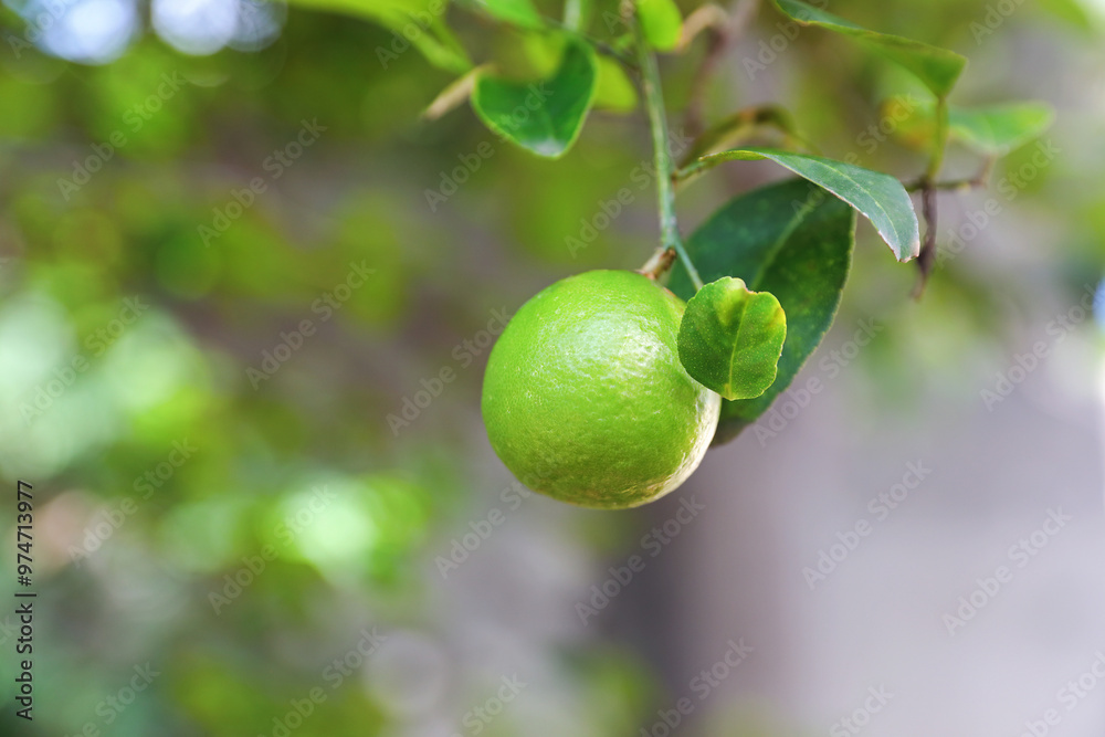 Fresh lemon on branch in garden
Fresh lemon on branch in garden