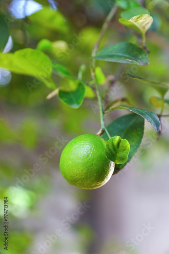 Fresh lemon on branch in garden