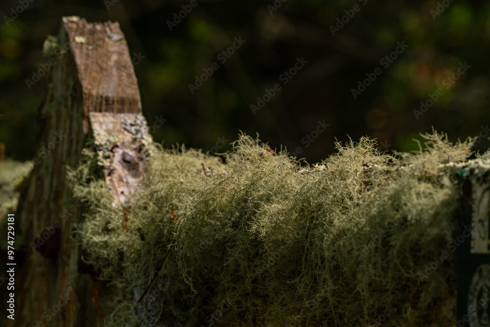 Evernia prunastri grown on a wooden fence. Oak lichen covering the wooden planks Evernia prunastri grown on a wooden fence. Oak lichen covering the wooden planks