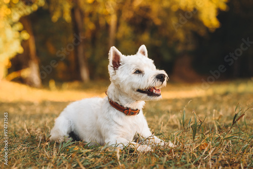 Foto small west highland white terrier dog lying in park outdoors in sunny day, golde
