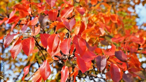 A close-up shot of a tree branch in autumn photo