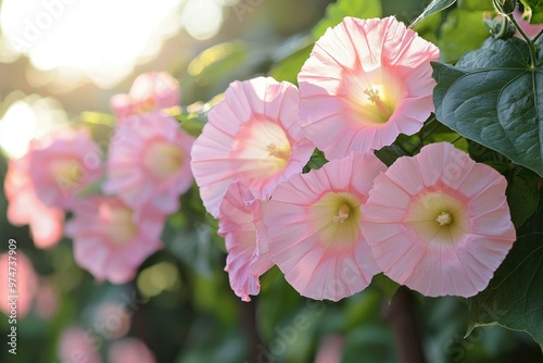 Delicate Pink Morning Glories in Sunlight photo