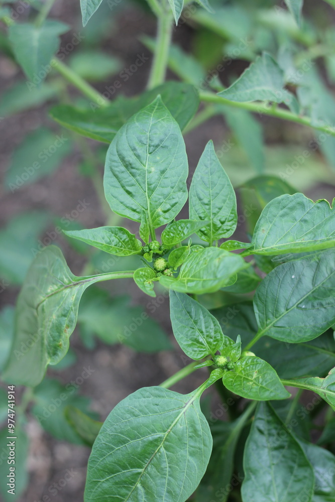 Obraz premium close up of a pepper plant