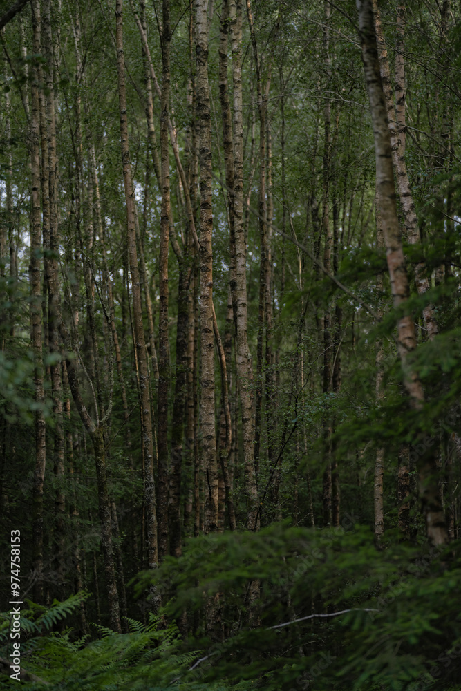 Details of the birch trunk in the forest. Type of tree known as Betula in the summer season Details of the birch trunk in the forest. Type of tree known as Betula in the summer season