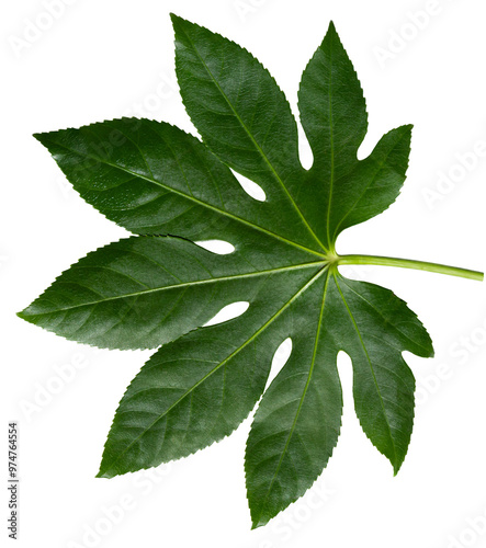Aralia leaf isolated on a transparent background.