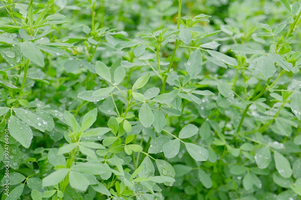 Obraz premium close up of green leaves