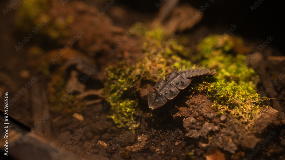 A picture of trilobite beetle in Entopia Maylasia. Rare wildlife insect or species. A picture of trilobite beetle in Entopia Maylasia. Rare wildlife insect or species.