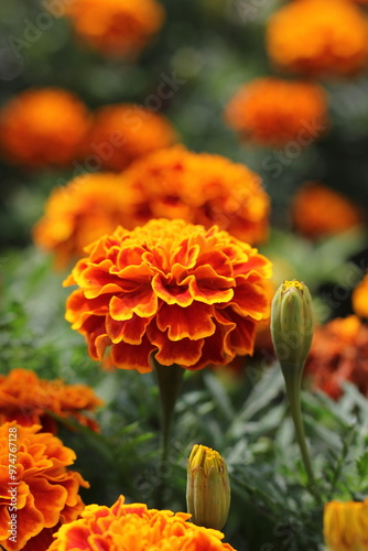 orange marigold flower growing in the garden