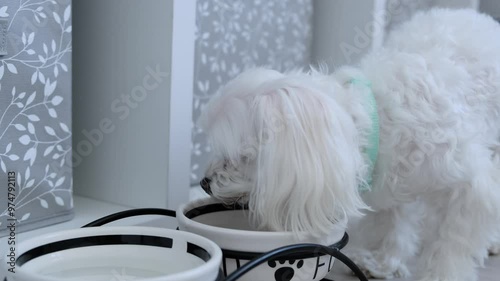 Feeding the pet. A small dog eats from a bowl.
