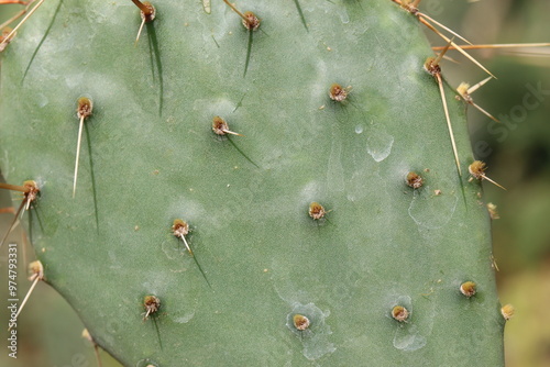 kaktus opuncja Opuntia phaeacantha var. pueblitos HK1858 photo