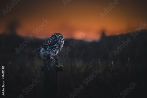 Photos Little owl (Athene noctua) sitting on steel fence