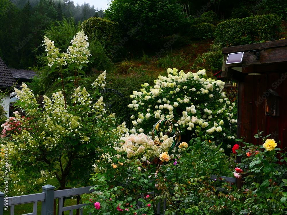 Obraz premium Hausgarten mit Rispenhortensien 