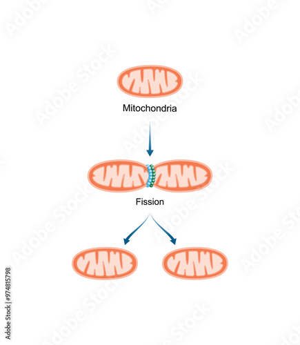 Mitochondrial fission. Mitochondrial biogenesis. Scientific vector illustration.