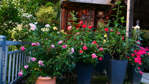 Rosengarten mit Rosen in Töpfen 