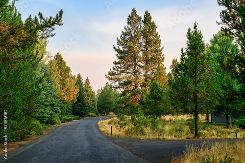 2024-09-10 SUN RIVER OREGON ROADWAY WITH PONDEROSA PINES LINING THE EDGES