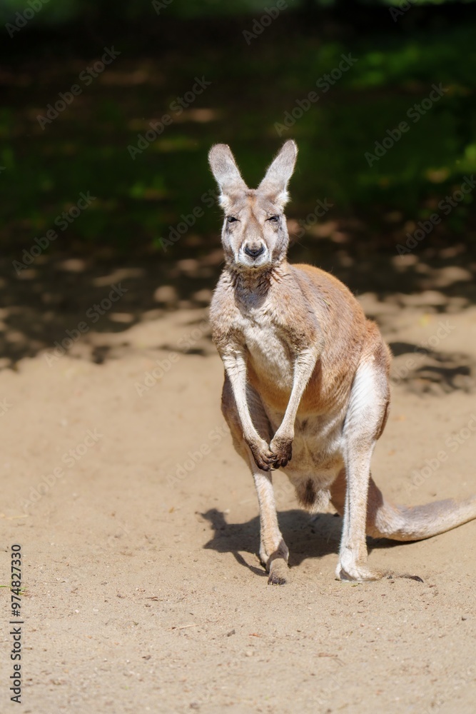 A large red kangaroo stands on the sand, looking at the camera with a curious expression, showcasing its powerful physique and distinctive features. The kangaroo is isolated on a solid color A large red kangaroo stands on the sand, looking at the camera with a curious expression, showcasing its powerful physique and distinctive features. The kangaroo is isolated on a solid color
