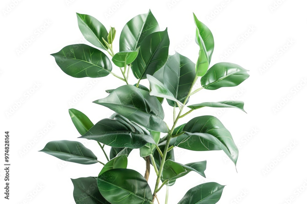 A close-up view of a potted plant with healthy green leaves on a white surface A close-up view of a potted plant with healthy green leaves on a white surface