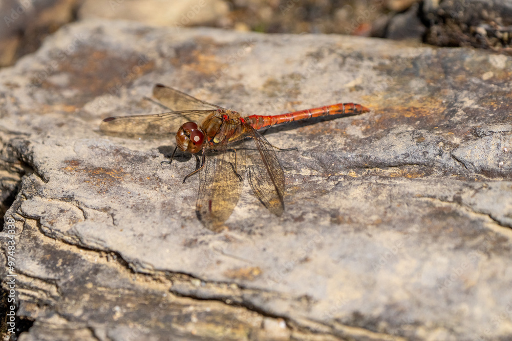 Common darter dragon fly in the wild Common darter dragon fly in the wild