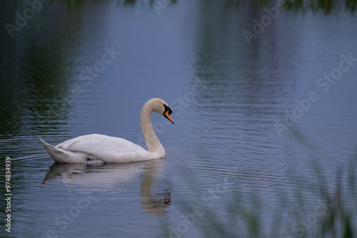 A lonely swan sitting on the lake. Large wild bird known as Cygnus gracefully swimming in cloudy spring weather