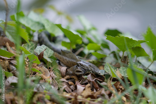 A snake with prey in its mouth. Reptile eating a fish on the river bank