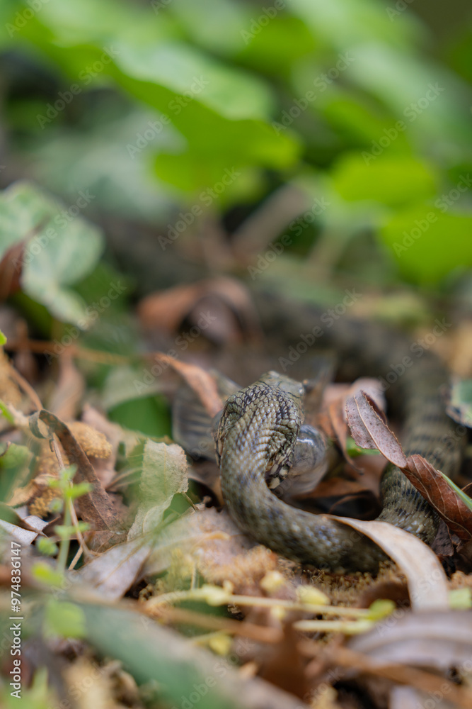 A snake with prey in its mouth. Reptile eating a fish on the river bank A snake with prey in its mouth. Reptile eating a fish on the river bank