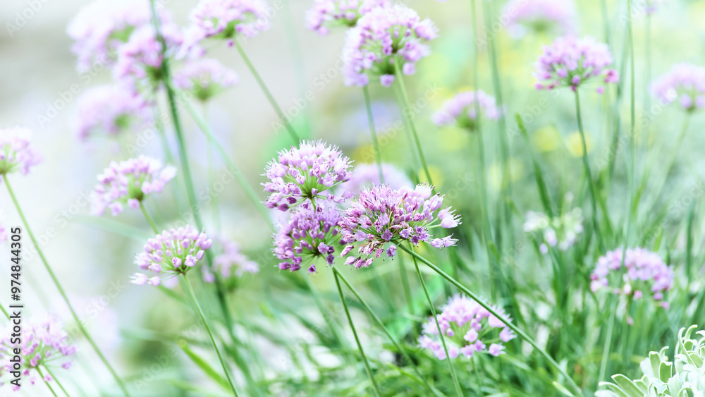 Nature background with spring flowers. Selective and soft focus. Close up. Nature background with spring flowers. Selective and soft focus. Close up.
