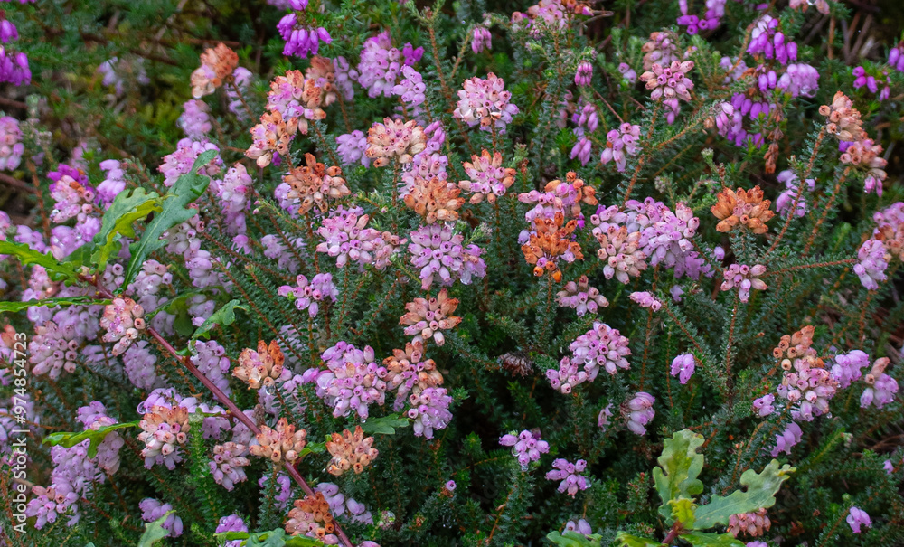 Obraz premium Close up of pink and orange flower, Erica mackaiana, wild plant