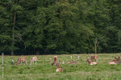 Viele Rehe im Münsterland photo