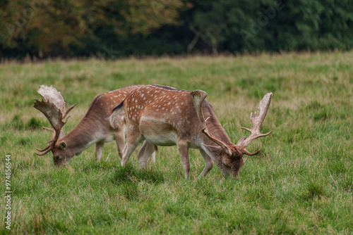 Viele Rehe im Münsterland photo