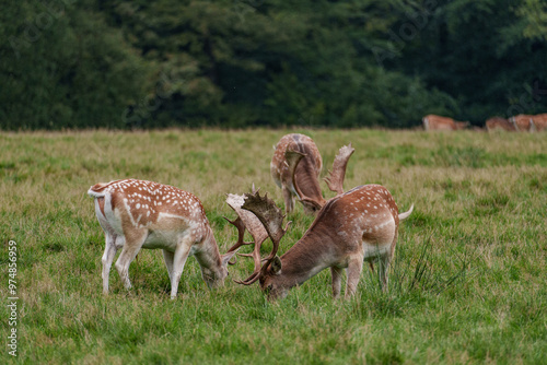 Viele Rehe im Münsterland photo