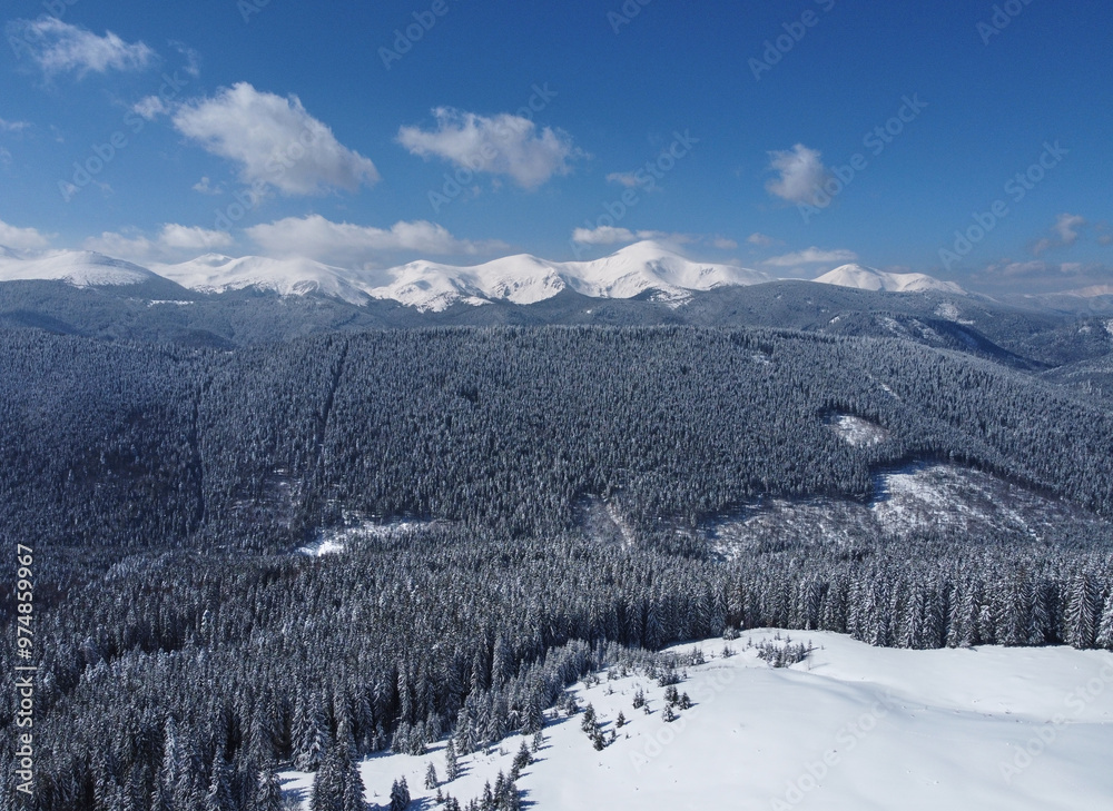 Aerial view of breathtaking winter landscape with vast, snow-covered forest stretching towards the horizon. Majestic snow-capped mountains rise in distance under clear blue sky. Carpathians, Ukraine.