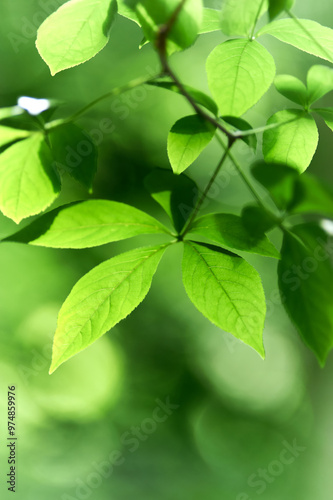 Green leaves background. Selective and soft focus. Copy space. 