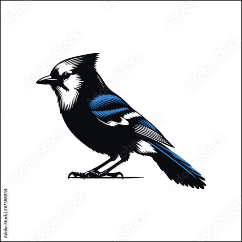bird, crow, black, animal, wildlife, nature, raven, magpie, beak, white, wild, birds, feather, branch, isolated, avian, feathers
blue jay on a branch