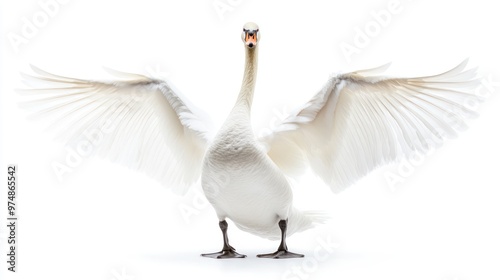 Fototapeta Naklejka Na Ścianę i Meble -  A white swan spreading wings, isolate on white background