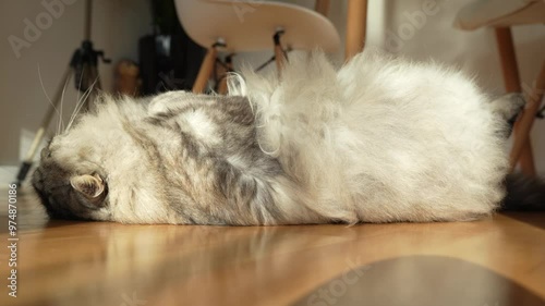 fluffy domestic cat lazily lies on parquet floor in room, in sun rays