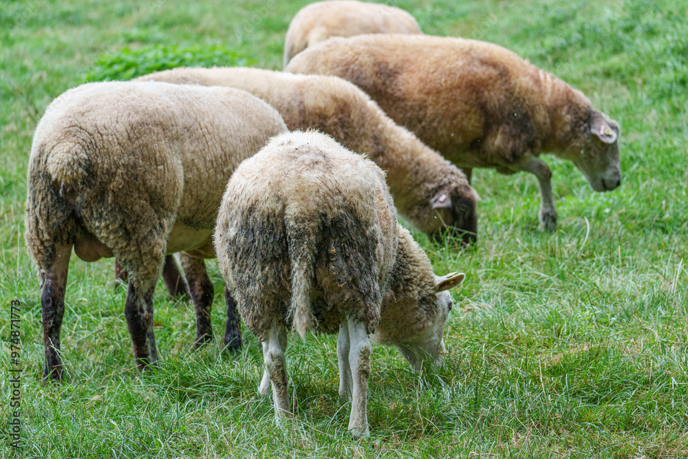 Schafe im Münsterland