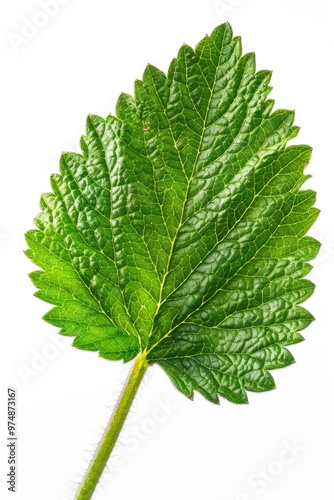 A single green leaf against a white background, perfect for illustrations and designs