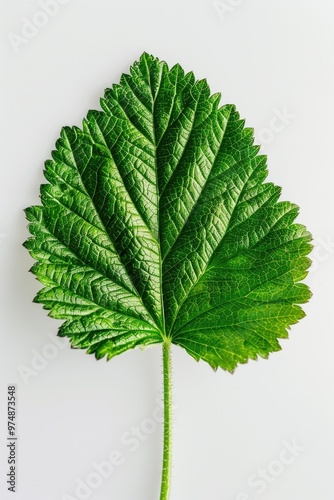 A single leaf on a white background