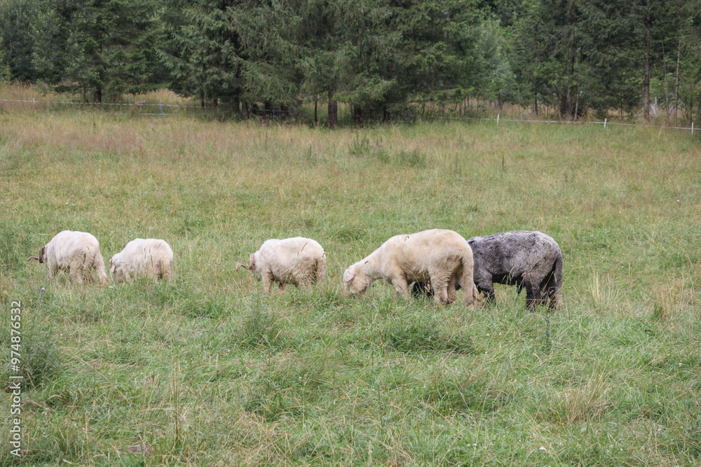 black and white sheep with big wool eating grass black and white sheep with big wool eating grass