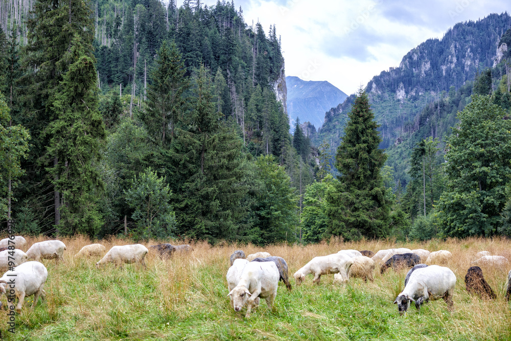 Obraz premium flock of sheep in the field and mountain landscape background