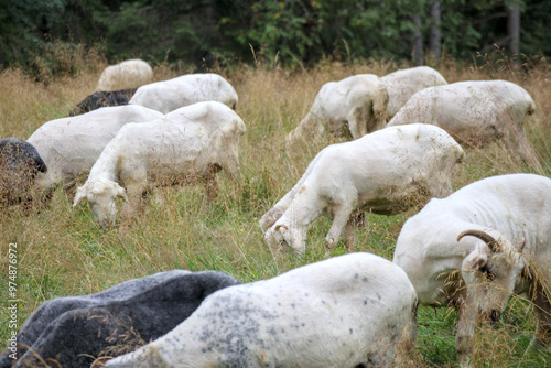  flock of sheep in the field and mountain landscape background