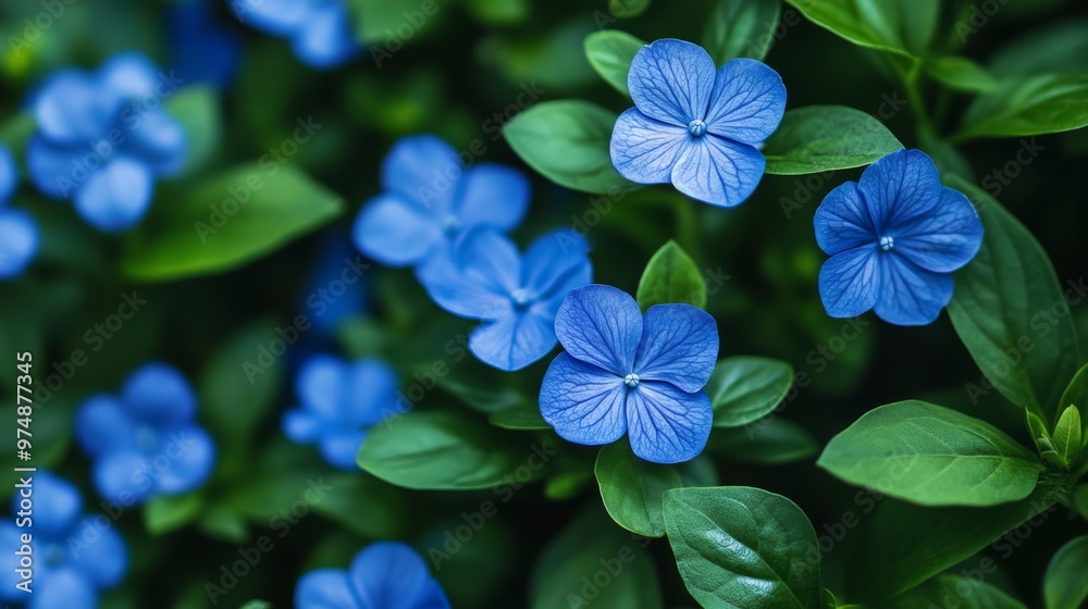 Blue flowers in a natural setting, lush green background, Blue flowers in a natural setting, lush green background,